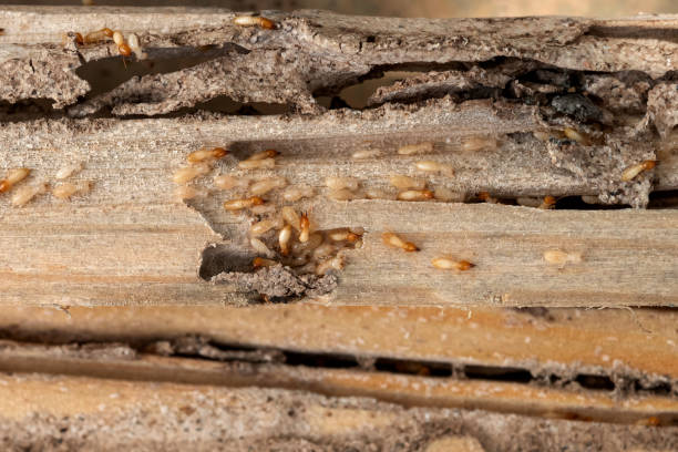 Best Insect Control  in Lacoochee, FL